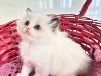 ÖZEL OLMAK İSTEYENLERE RAGDOLL