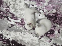 Yavru british longhair cins