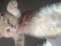 3 erkek british shorthair yavru