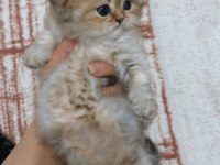 LONGHAİR YAVRULARIMIZ YENİ SAHİPLERİNİ BEKLİYOR