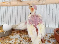 Yeni sultan papağanı yavrular
