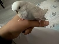 Evcil jumbo muhabbet kuşu