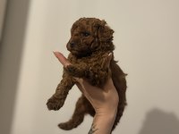 KORE 2 kg garantili toy poodle yavrular