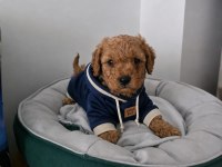 Irk ve sağlık garantili poodle bebekler