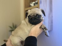 Pug Mops Üst kalite Erkek Yavrumuz