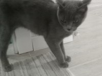 Scottish fold