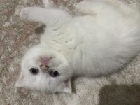 Scottish fold kedimiz