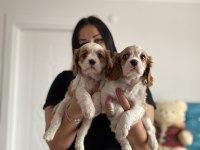 Cavalier king Charles yavrularım