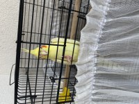 Lutino sultan papağanı kırmızı göz
