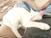 Sevimli kızımıza yeni ev arıyoruz kedimize