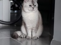 Erkek 2 yaşında CBA Sertifikalı British Shorthair