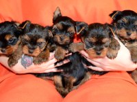 Orijinal yorkshire terrier yavrular