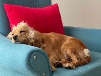 İngiliz Cocker Köpeği