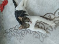 Aşılı bakımlı eğitimli 7 aylık ev kedisi