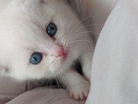 Scottish fold