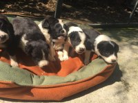 Zeka küpü border collie yavrularım