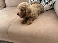 KUCUK YAKİSİKLI POODLE