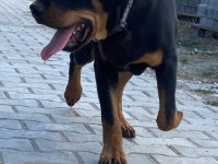 Afyon Merkez 7 Aylık Erkek Rottweiler