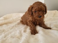 Red Brown Toy Poodle Erkek