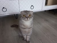 7 aylık dişi scottish Fold