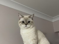Çiftleştirmek için dişi kedi arıyoruz