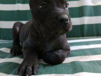 %100 IRK GARANTİLİ CANE CORSO YAVRULARIMIZ