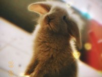 Lop Tavşanı