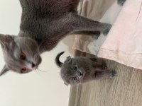 Scottish fold yavrumuz yuva arıyor