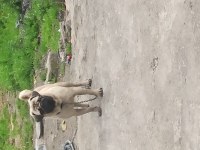 1 yaşında pug onunla ilgilenebilecek birini arıyoruz
