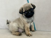 Erkek pug yavrumuz yeni ailesini arıyor