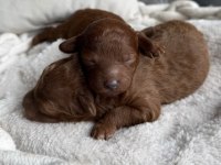 Ultra A kaliteli toy poodle bebekler