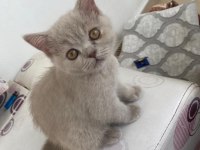 Sevimli safkan british shorthair yavruları acil
