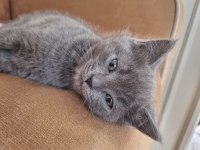 British shorthair