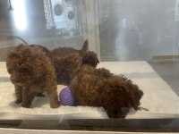 Poodle akademiden köpekler