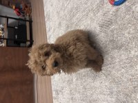 Poodle yuva aranıyor
