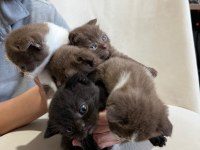 Scottish Fold Kediler