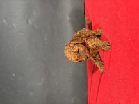 MİNİ BOY RED TOY POODLE YAVRUMUZ