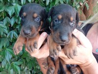 IRK VE SAĞLIK GARANTİ DOBERMAN YAVRULARIM