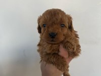 Mocha tadında poodle yavrularım
