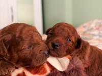 Kore Teacup Ve Toy Poodle Yavruları