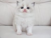 Full şecereli ragdoll yavru kediler