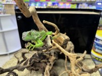 Cites belgeli yavru yeşil iguana