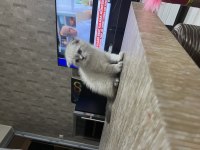3 aylık Scottish Fold