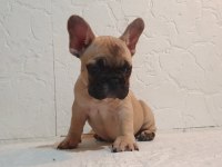 ŞECERELİ ANNE BABANIN EFSANE FAWN FRENCH BULLDOG YAVRULARI