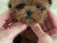 Kaliteli yavru poodle arıyorsanız doğru adres