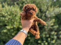 Toy Poodle Yavrularımız