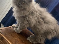 British Longhair Yavrumuza Yuva Arıyoruz