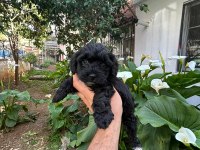 Toy poodle siyah
