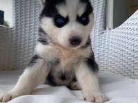 Orijinal veteriner kontrollü husky yavrularım