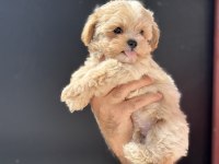 Show kalite kore maltipoo yavrularımız